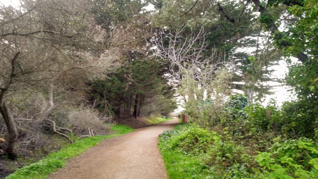 サンフランシスコ近郊　現地情報　自然　Mori Point　林の小道